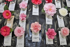This year’s show boasted 900 blooms and had 14 classes of camellias respresented. Tanya Ackerman/Coastal Observer