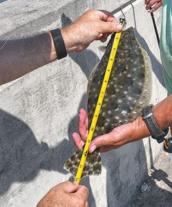 North Carolina flounder: Prices rise, but Southern species cut back to  rebuild stock